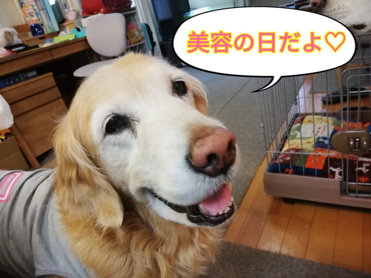 看板犬 自宅で美容のお手入れ 歯磨き 耳掃除 足裏の毛バリカン アウトドアギア 愛犬グッズ販売 Bones Labo Qoo S Labo