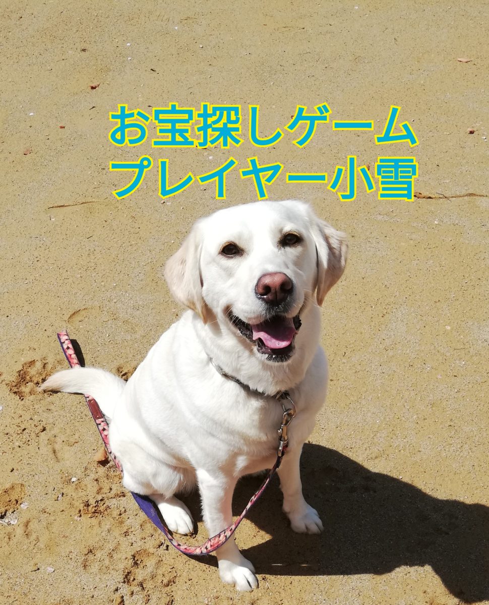犬の嗅覚トレーニング ニオイで鍵を探せるかな アウトドアギア 愛犬グッズ販売 Bones Labo Qoo S Labo