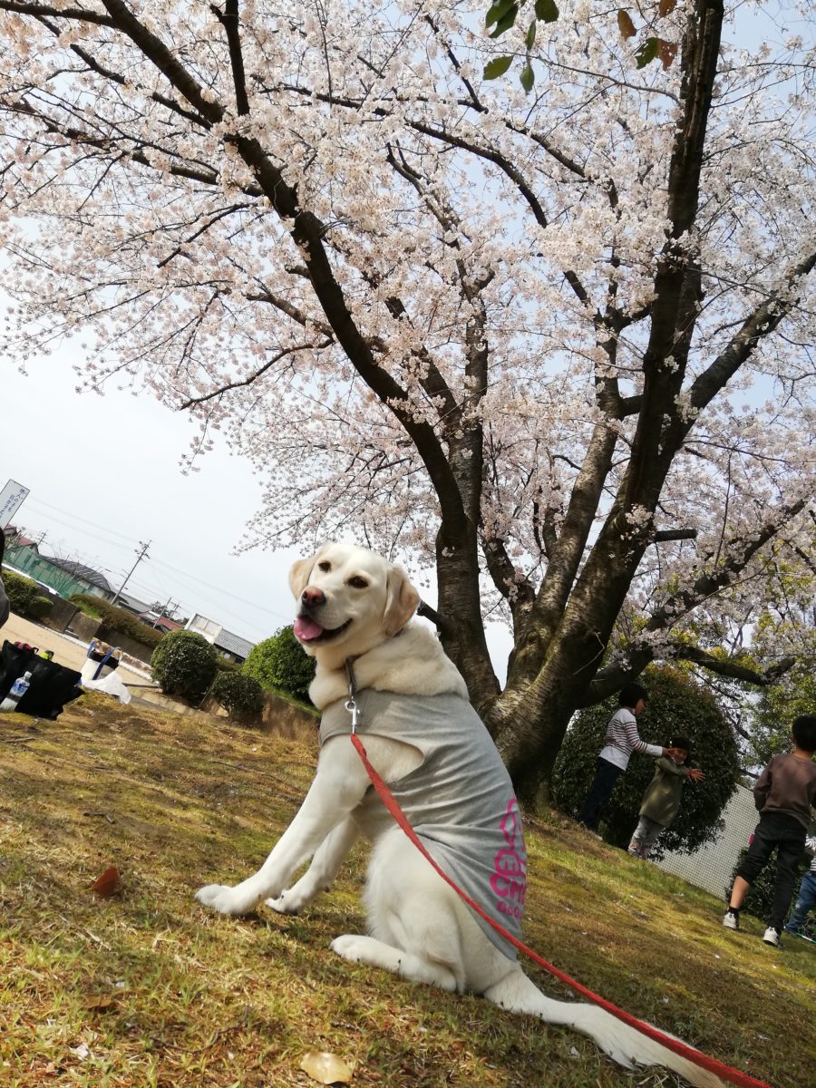 ささやかなお花見と異食による嘔吐 アウトドアギア 愛犬グッズ販売 Bones Labo Qoo S Labo