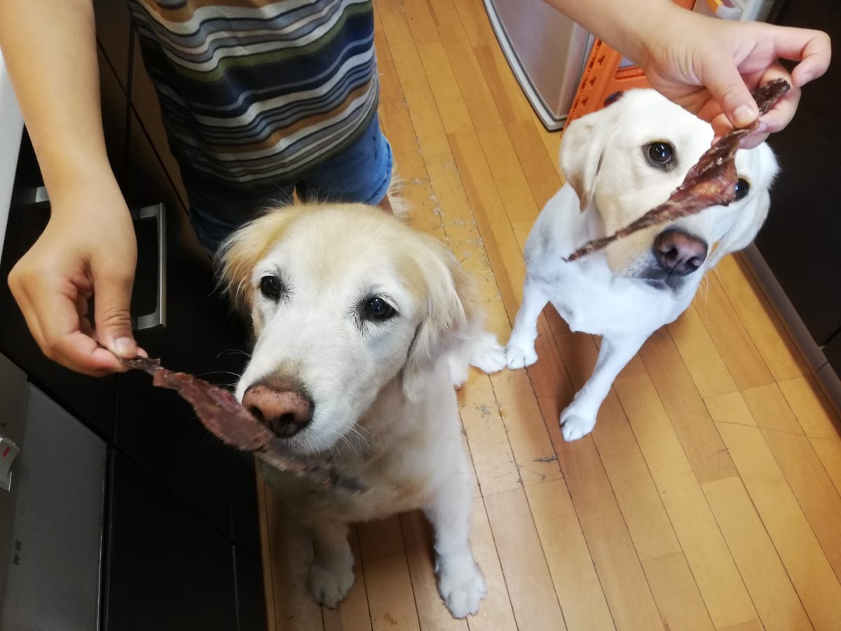 フードドライヤーで愛犬のオヤツを手作り アウトドアギア 愛犬グッズ販売 Bones Labo Qoo S Labo