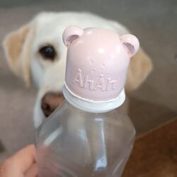 頭を使った犬の遊び～適度な疲労は健康の元