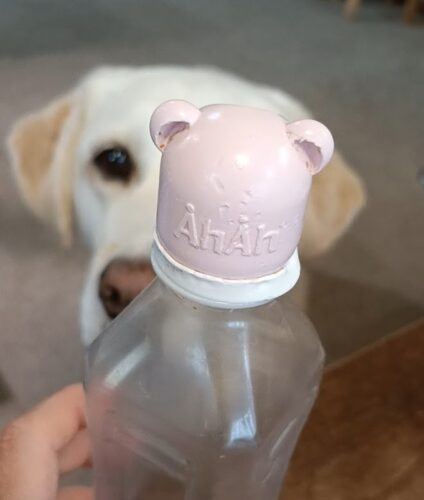 頭を使った犬の遊び～適度な疲労は健康の元