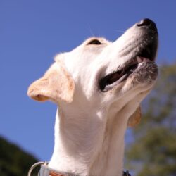 看板犬のお仕事紹介～発送は任せて！