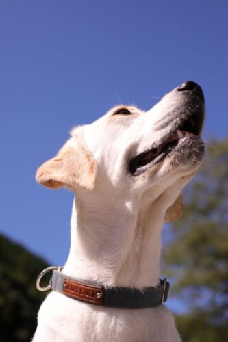看板犬のお仕事紹介～発送は任せて！