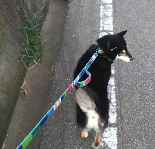 自慢のカラフルストライプだね！