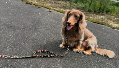 華やかなさくらんぼ