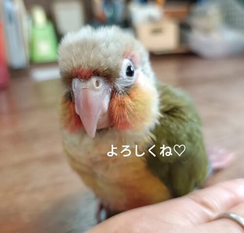 新しい家族が増えました(^^）