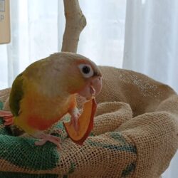 小雪さんのお姉さん日記（２）