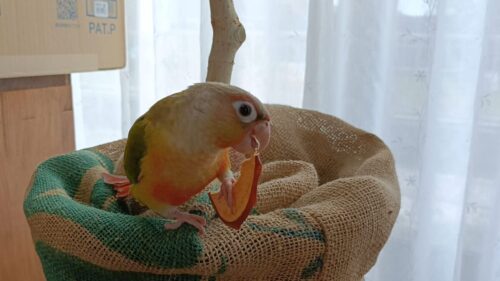 小雪さんのお姉さん日記(2)