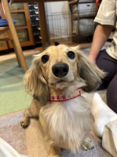 キュートなギンガムチェックがお似合い♡