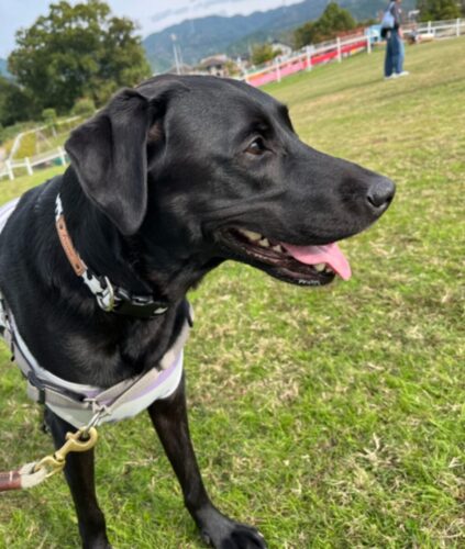 モノトーンのアニマルドット