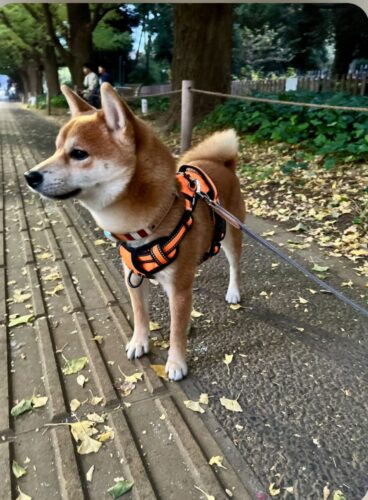 カラフルストライプ×寒色☆爽やかな仕上がり