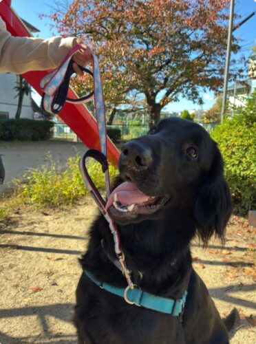 こだわりのオンリーワンリード