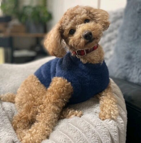 首輪でかわいくお洒落しましょ