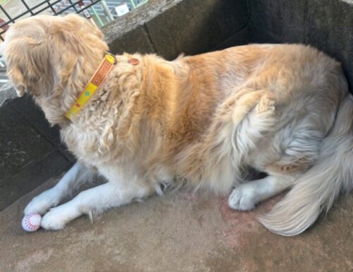 明るく元気なポップスター☆