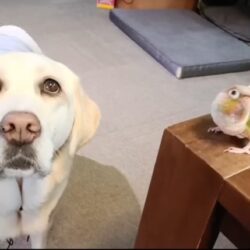 小雪さんのお姉さん日記（３）