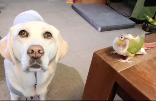 小雪さんのお姉さん日記（３）