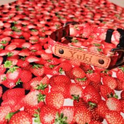 選べる柄布ご紹介　（ストロベリー）