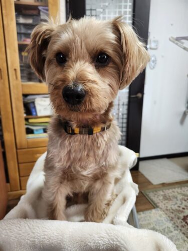 色違いチェックでなかよし