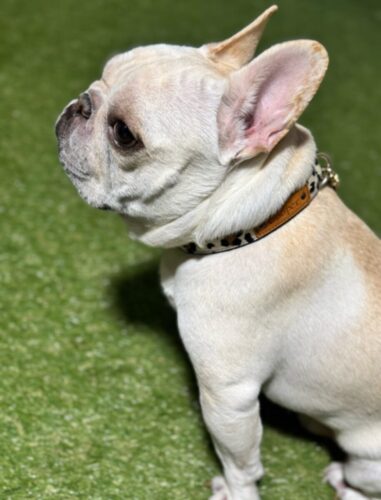 ヒョウ柄×モノトーンカスタム