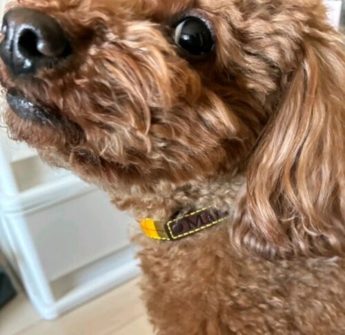 イエローチェック×チョコ色レザー☆イイ感じ