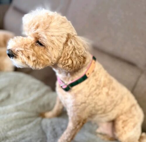 グリーンチェック×ピンク♡すってき～～