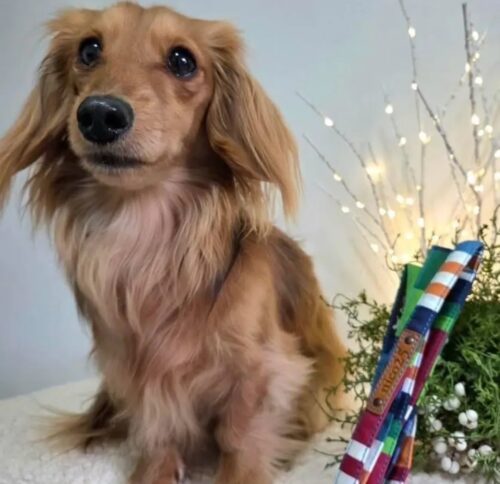 カラフルストライプ♡仲良くお揃い