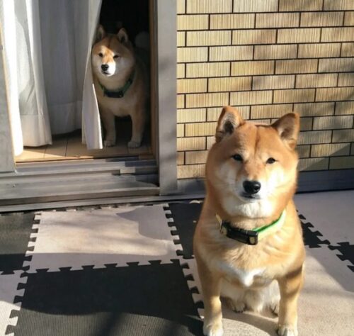 色違い唐草☆イエロー＆グリーン