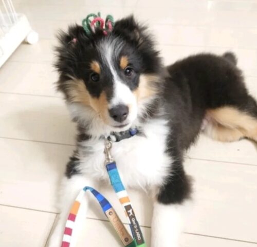 カラフルストライプ×エメラルドグリーン☆素敵☆