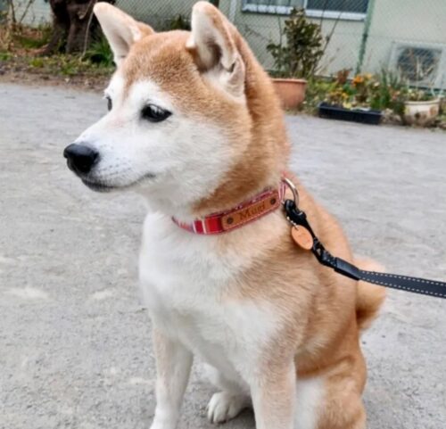 レッドストライプは幸せ時間の結晶