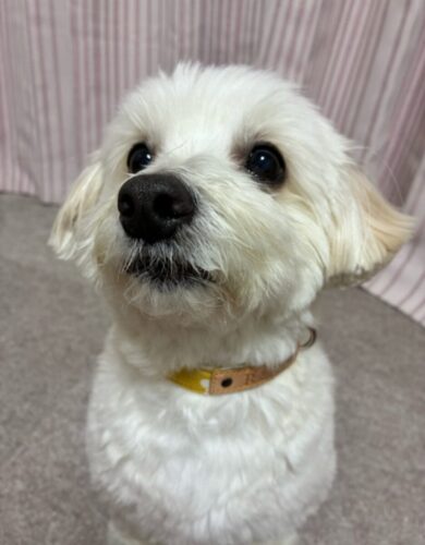 あじさいマスタード×同系色♡ふんわり可愛く