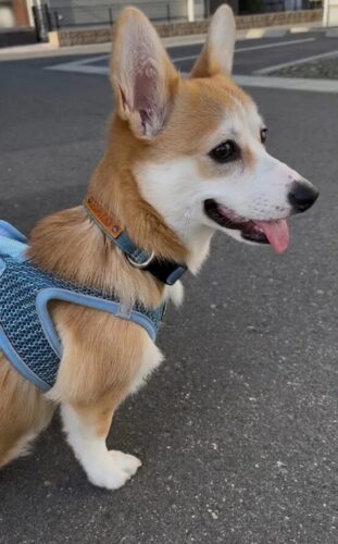 トレードカラーはブルー♡